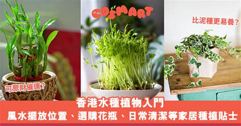 水種植物 風水|水種植物新手入門 